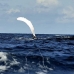 whale_humpback_v_00933_dom3099.jpg